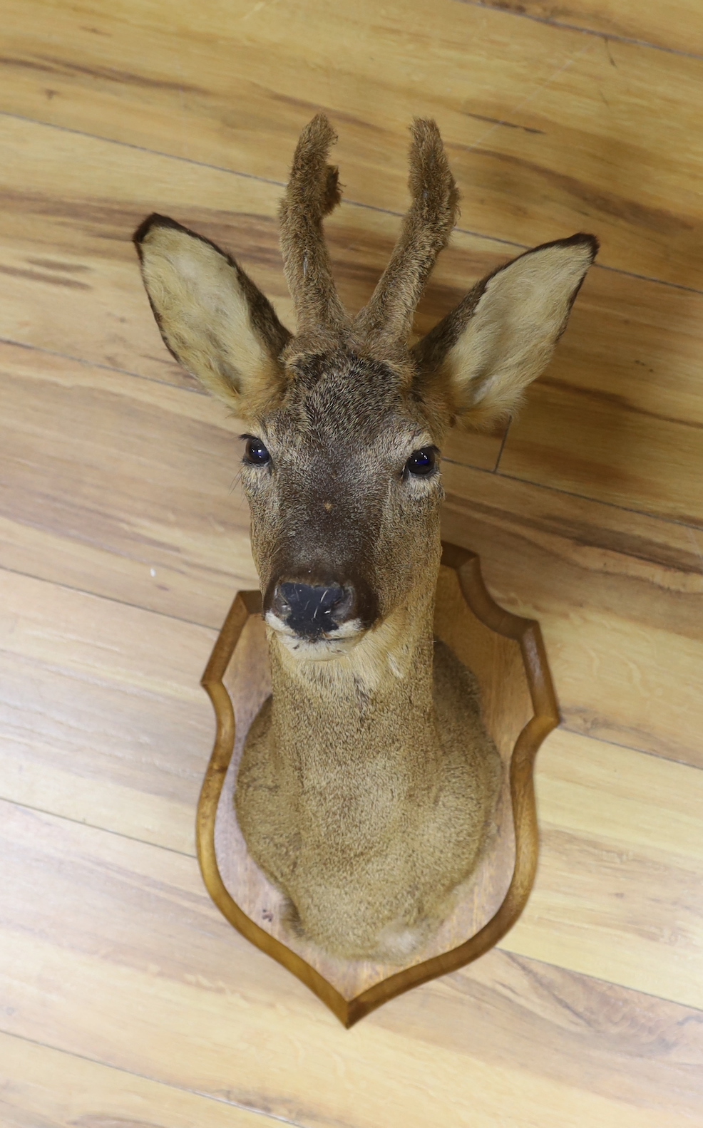 A taxidermy deer’s head on wooden shield mount, 62cm high